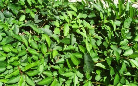 Lots Of Leaves Background Stock Photos