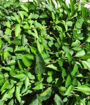 Lots Of Leaves Background Stock Photos