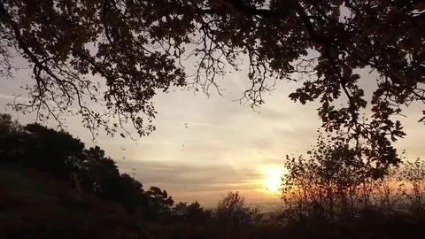 Lots of leaves being blown from a tree. Vídeo Stock 69192163