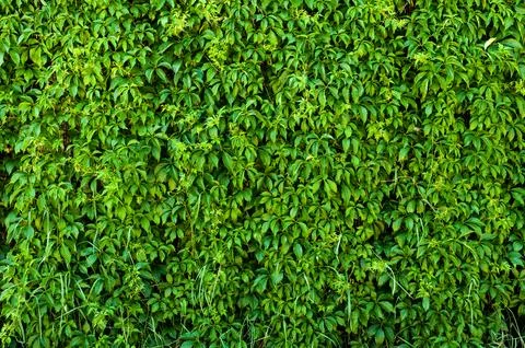 Lots of leaves Stock Photos