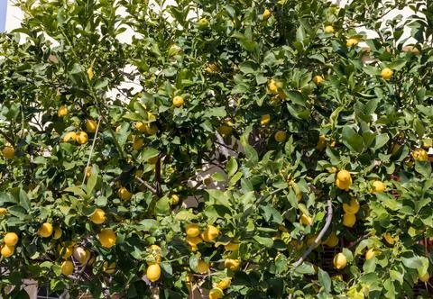 Lots of lemons on a Lemon tree Stock Photos