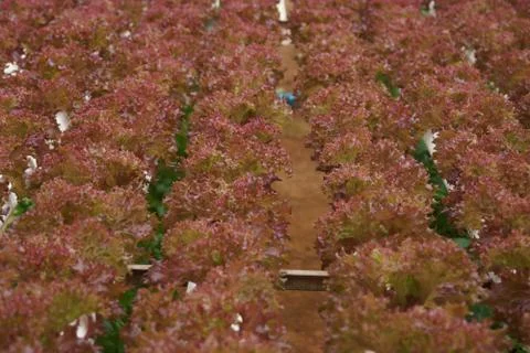 Lots of Lettuce Foto stock