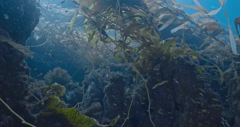 Lots of life in the kelp forest Stock Footage 346242410