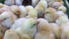 Lots Of Chicks