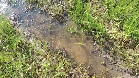 Lots of little frogs Видео 155937635