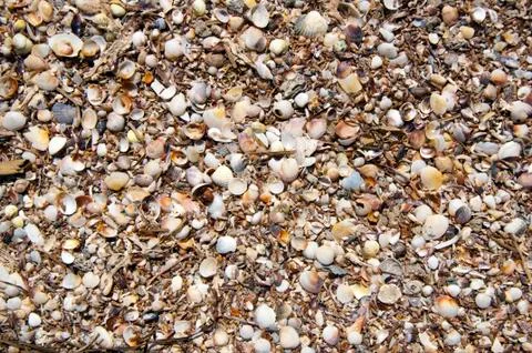 Lots of little shells on the beach Stock Photos