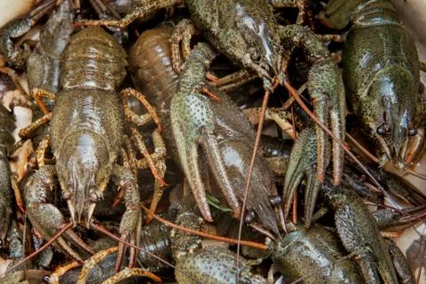 Lots of live crawfish Stock Photos