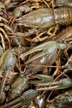 Lots of live crawfish Stock Photos