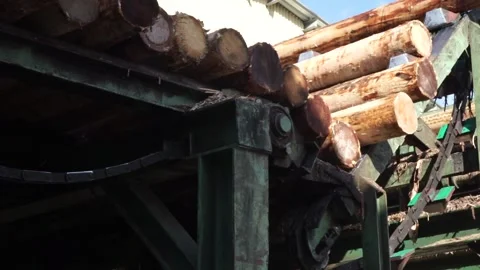 Lots of logs on the conveyor Stock Footage 145348515