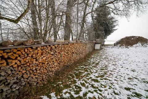 Lots of logs in the winter forest Stock Photos