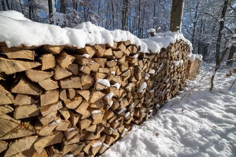 Lots of logs in the winter forest Stock Photos