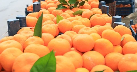 A lots of madarin in the basket 6 Stock Footage 85673113