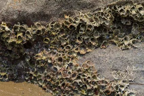 Lots of marine shells fixed to the surface on the stone Stock Photos