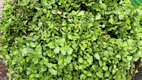 Lots of mint leaves. Stock Footage 271182278