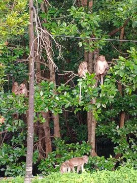 Lots of monkey in the trees in the park Stock Photos