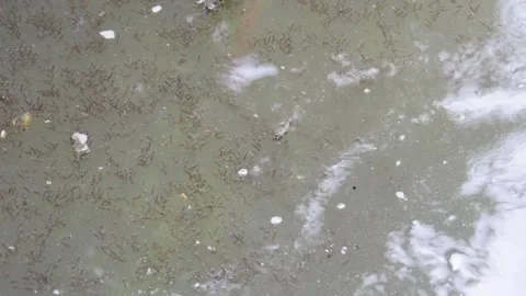 Lots of mosquito larvae on the water surface Stock Footage 310247878