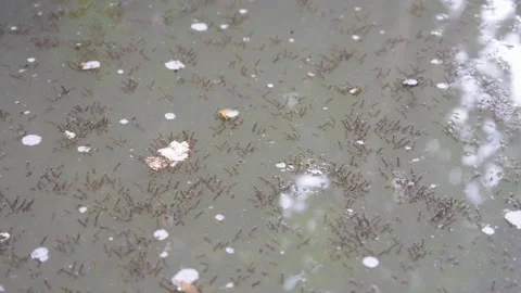 Lots of mosquito larvae on the water surface Stock Footage 310247910