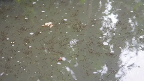 Lots of mosquito larvae on the water surface Stock Footage 310247913
