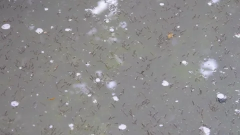 Lots of mosquito larvae on the water surface Stock Footage 310247923