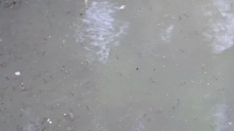 Lots of mosquito larvae on the water surface Stock Footage 310247936