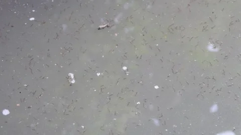 Lots of mosquito larvae on the water surface Stock Footage 310247941