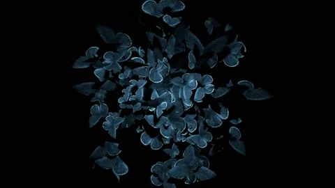 Lots of moths fly fast on black background 3D animation 4K. Creepy anxious intro Stock Footage 178551355