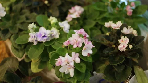 Lots of multi-colored blooming hybrid mini Saintpaulia closeup, top view, real t Stock Footage 99549487