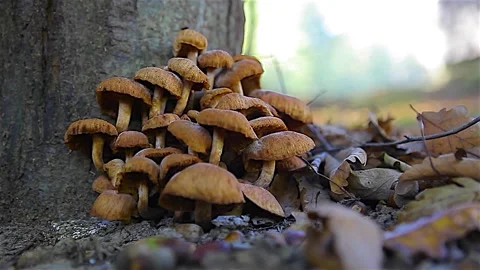 Lots of mushrooms on the coke part of the tree Vídeos de archivo 150052999