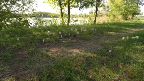 Lots of mushrooms in the grass on a lakeside path Stock Footage 227744420