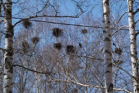 Lots of nests in trees Stock Photos