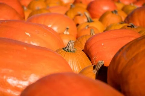 Lots of orange pumpkins in close up Stock Photos