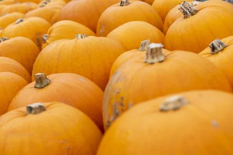 Lots of orange pumpkins placed together filling the frame Foto stock