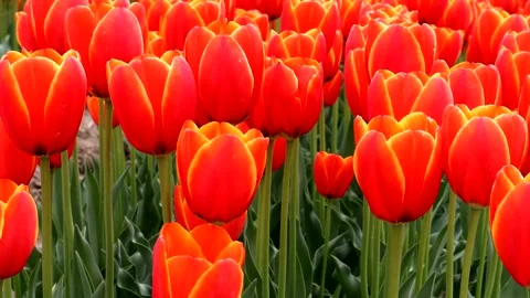 Lots of orange tulips Stock Footage 335182530