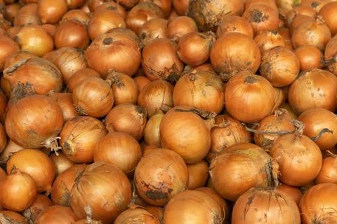 Lots of organic yellow onions ready to ship. Onion harvest. Fresh onions in t Stock Photos