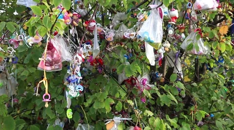 Lots of Pacifiers Hanging on Tree After Children Stopped Using Them Stock Footage 42869983