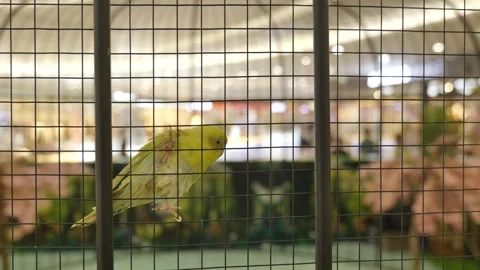 Lots of parrots in a big cage Stock Footage 323410592