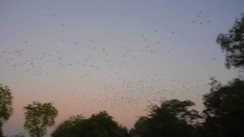 Lots of parrots flying wide view Stock Footage 235357932