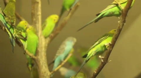 Lots of Parrots Stock Footage 46116752