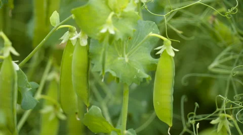 Lots of pea pods from the flowers Stock Footage 65740518