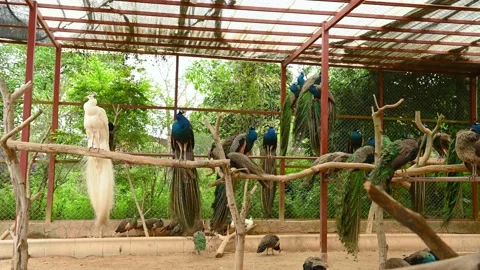 Lots of peacocks inside a cage horizontal composition Video stock 237993215