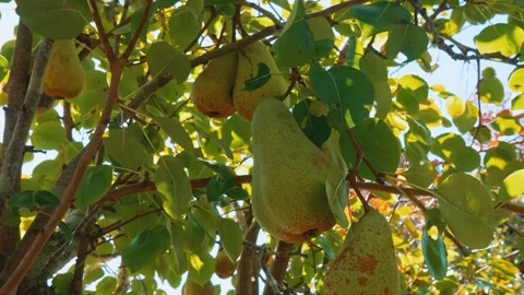 Lots of pears on tree gx9 Stock Footage 346006656