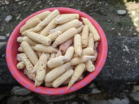 Lots of peeled corn placed in a plastic container Stock Photos