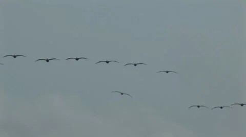 Lots of pelicans 1 스톡 동영상 7754309