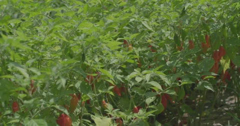 Lots of peppers 2 Stockbeeldmateriaal 134101000