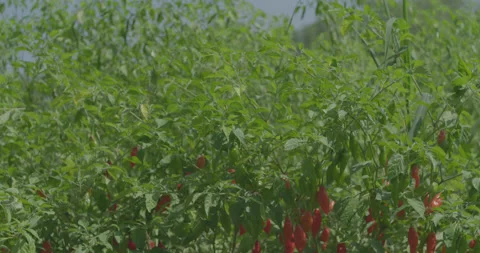 Lots of peppers Stock Footage 134101012