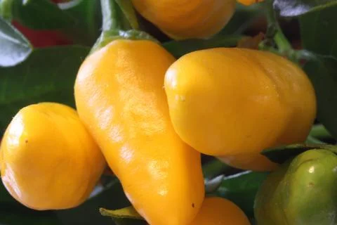 Lots of peppers. Stock Photos