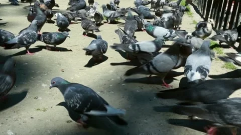 Lots of pigeons on the floor Video stock 86604466