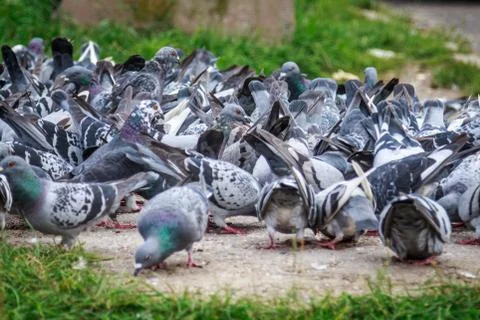 Lots of pigeons Stock Photos