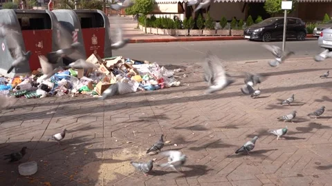Lots of pigeons picking rubbish dump and getting scared Stock Footage 227891414