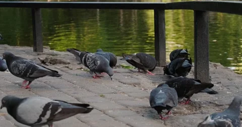 Lots of pigeons on the sidewalk Stock Footage 133723961